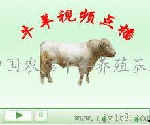 国产牛牛在线
